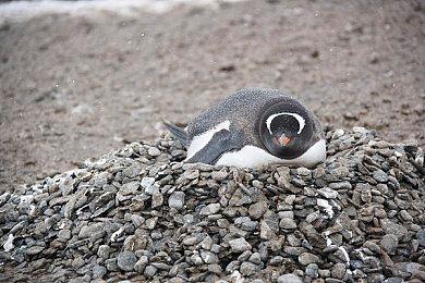 索尼：PlayStation收购工作室 有助提升公司多样性