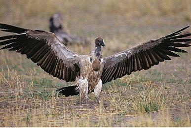 《龙腾世纪4》可能不会参加今年的TGA